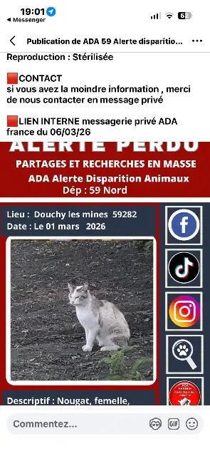chatte lost   59282 Douchy-les-Mines Nougat