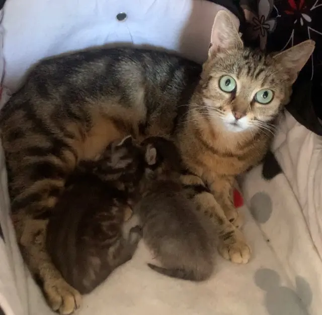 chatte lost   59200 Tourcoing Oksana