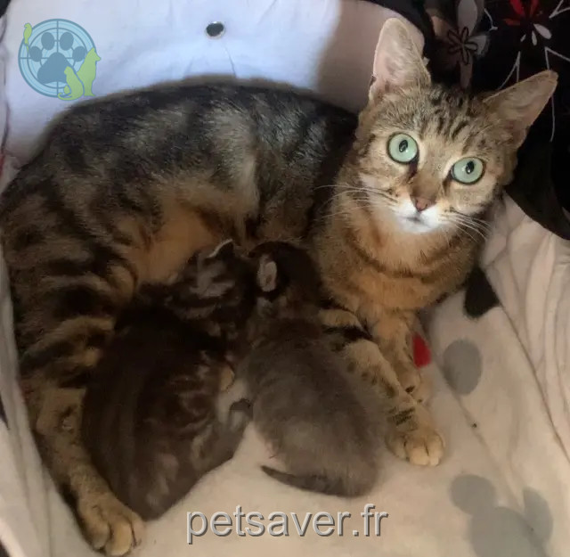 kat vermist 59200 Tourcoing Oksana kat lost 59200 Tourcoing Oksana