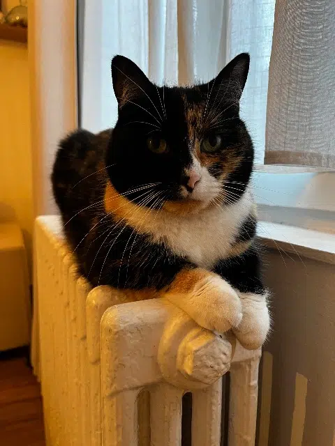 chatte lost   59100 Roubaix Olive