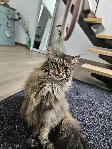 Chatte Perdue 59 Nord - Olympe Chatte Perdue 59 Nord - Olympe