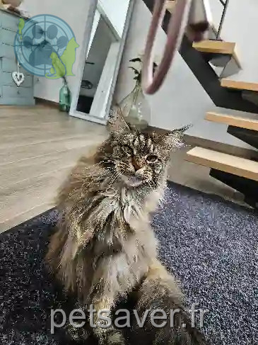 Chatte Perdue 59 Nord - Olympe Chatte Perdue 59 Nord - Olympe