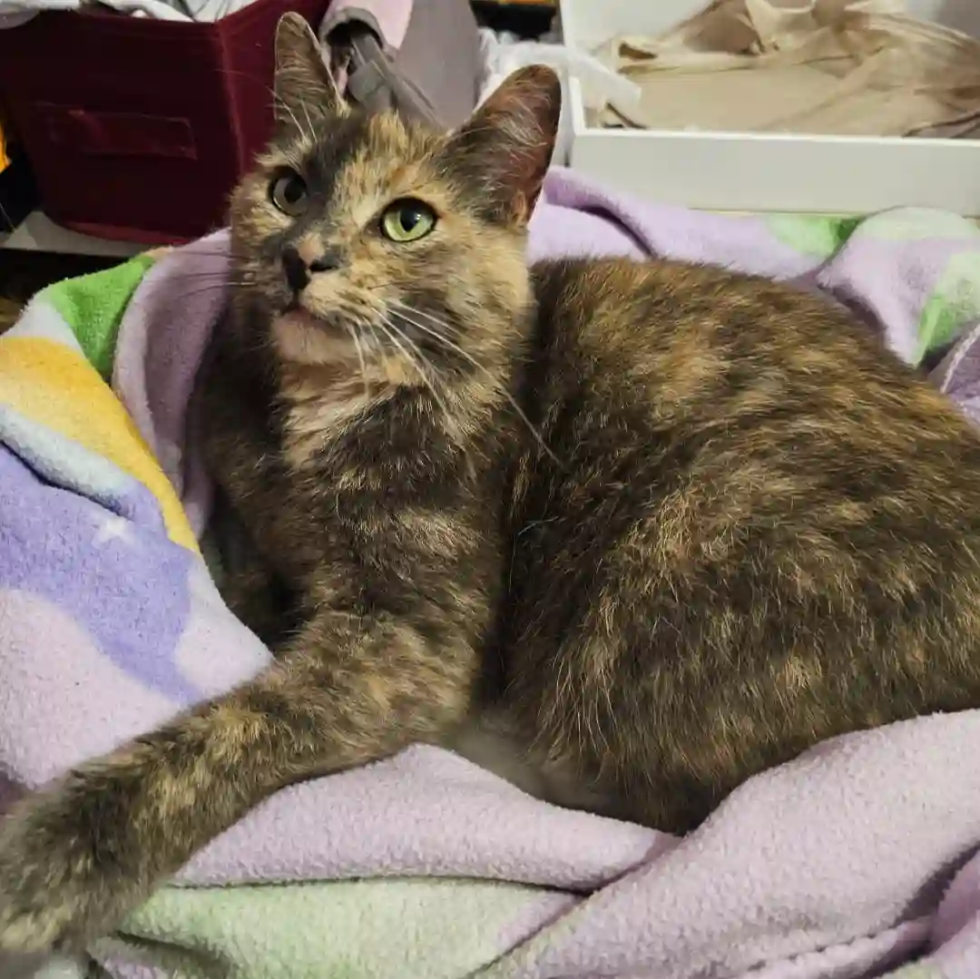 Chatte Perdue 59 Nord - Opale Chatte Perdue 59 Nord - Opale