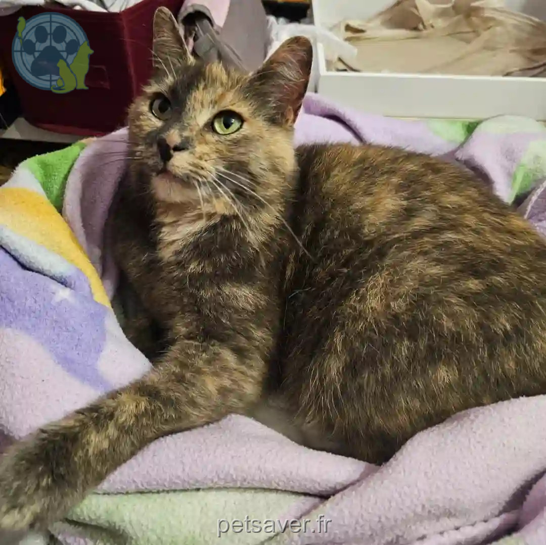 Chatte Perdue 59 Nord - Opale Chatte Perdue 59 Nord - Opale