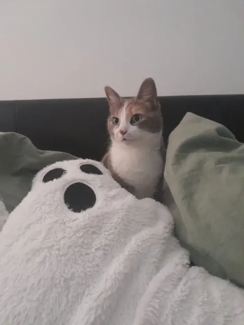 chatte lost   59200 Tourcoing Orion