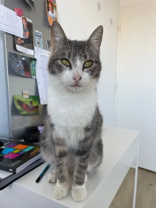 Chatte Perdue 59 Nord Chatte Perdue 59 Nord