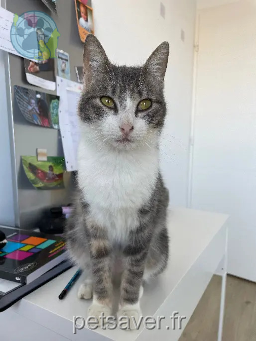 Chatte Perdue 59 Nord Chatte Perdue 59 Nord