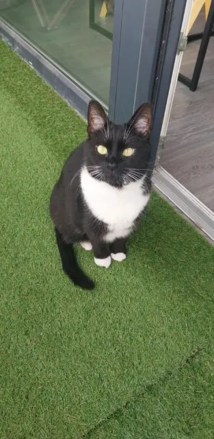 chatte lost   59350 Saint-André-lez-Lille Papaye
