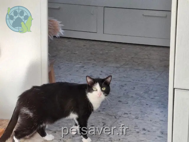 kat vermist 59180 Cappelle-la-Grande Patouche kat lost 59180 Cappelle-la-Grande Patouche