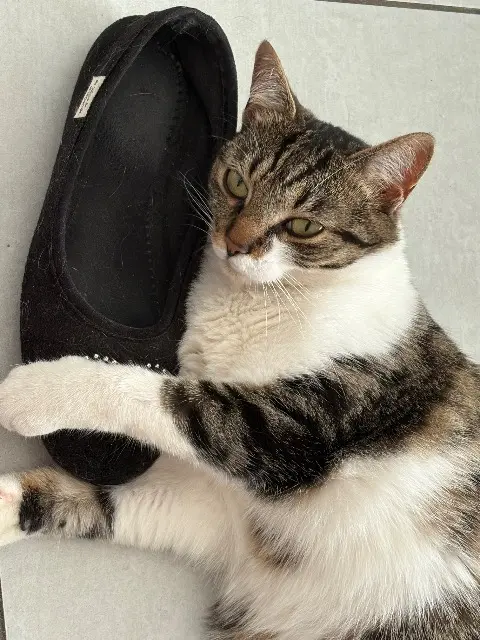 chatte lost   59820 Gravelines Peach