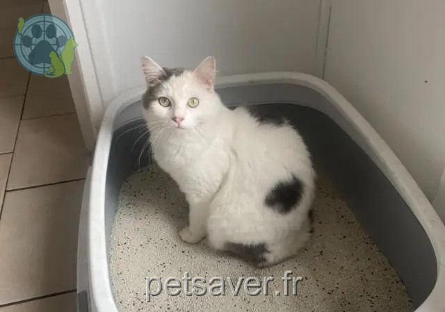 chatte perdue 59553 Cuincy Pearl chatte lost 59553 Cuincy Pearl