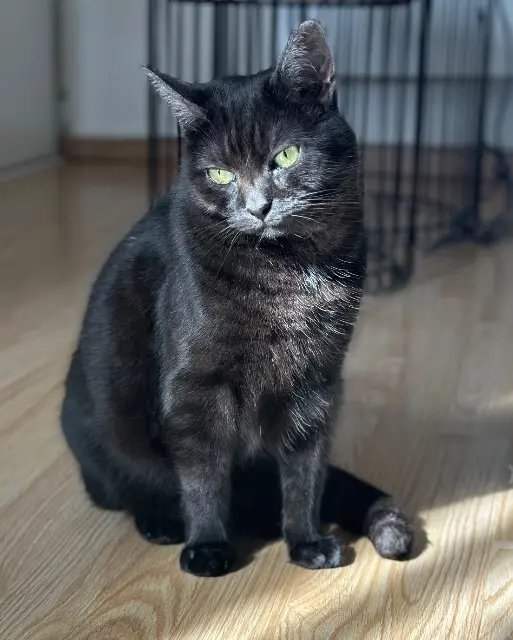 chatte lost   59130 Lambersart Pearly