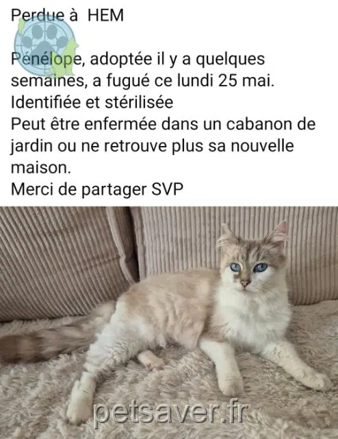 chatte lost   59510 Hem Penelope
