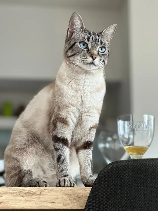 Chatte Perdue 59 Nord - Perle Chatte Perdue 59 Nord - Perle