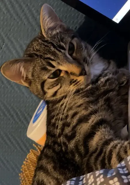 chatte lost   59170 Croix Perles