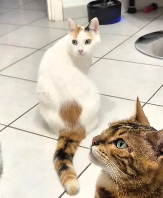 chatte lost   59390 Toufflers Petitefleur