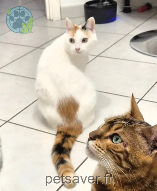 kat vermist 59390 Toufflers Petitefleur kat lost 59390 Toufflers Petitefleur