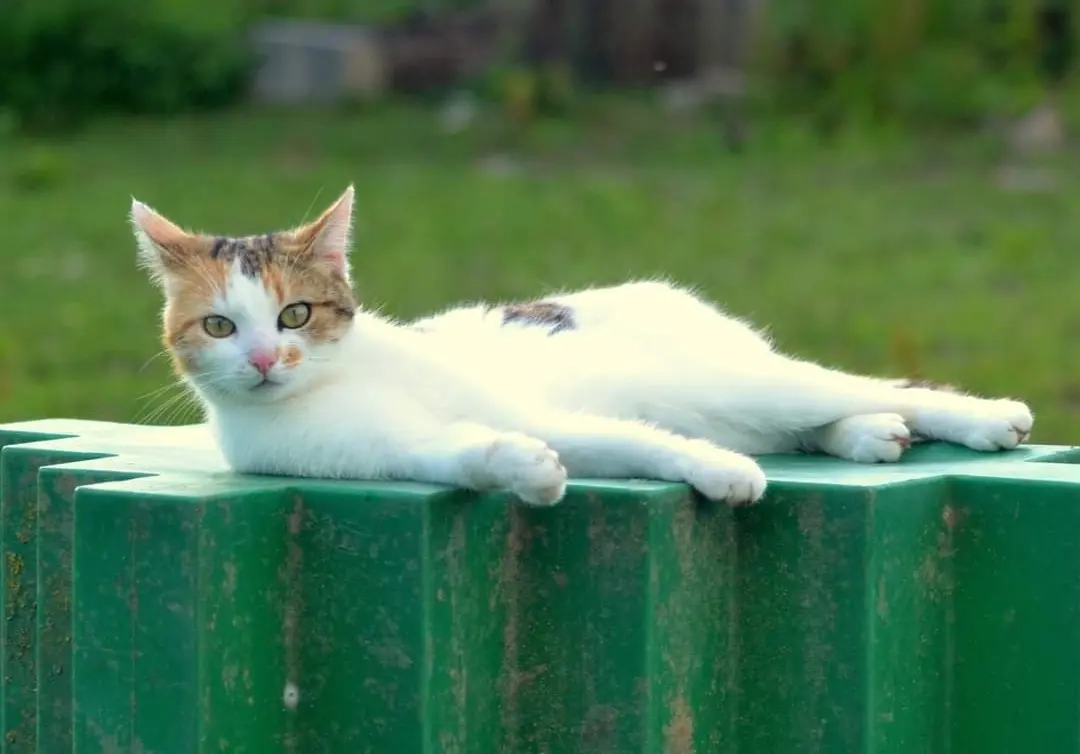Chatte Perdue 59 Nord - Plume Chatte Perdue 59 Nord - Plume