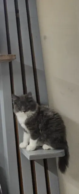 chatte lost   59229 Uxem Plume