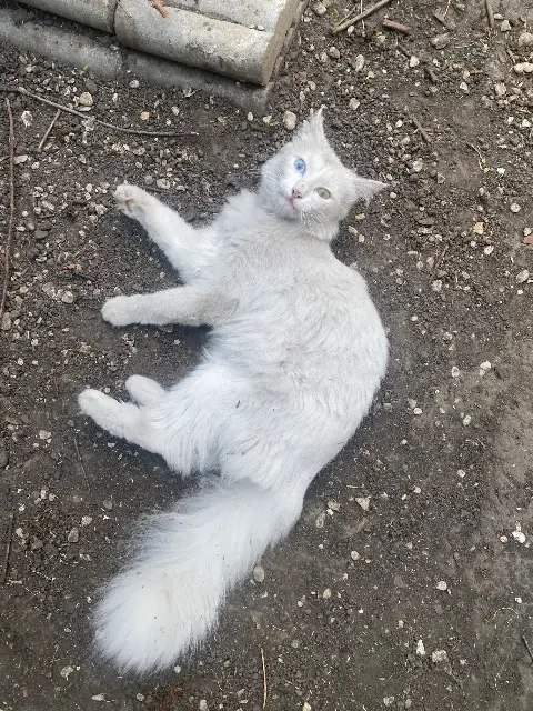 chatte lost   59200 Tourcoing Plume