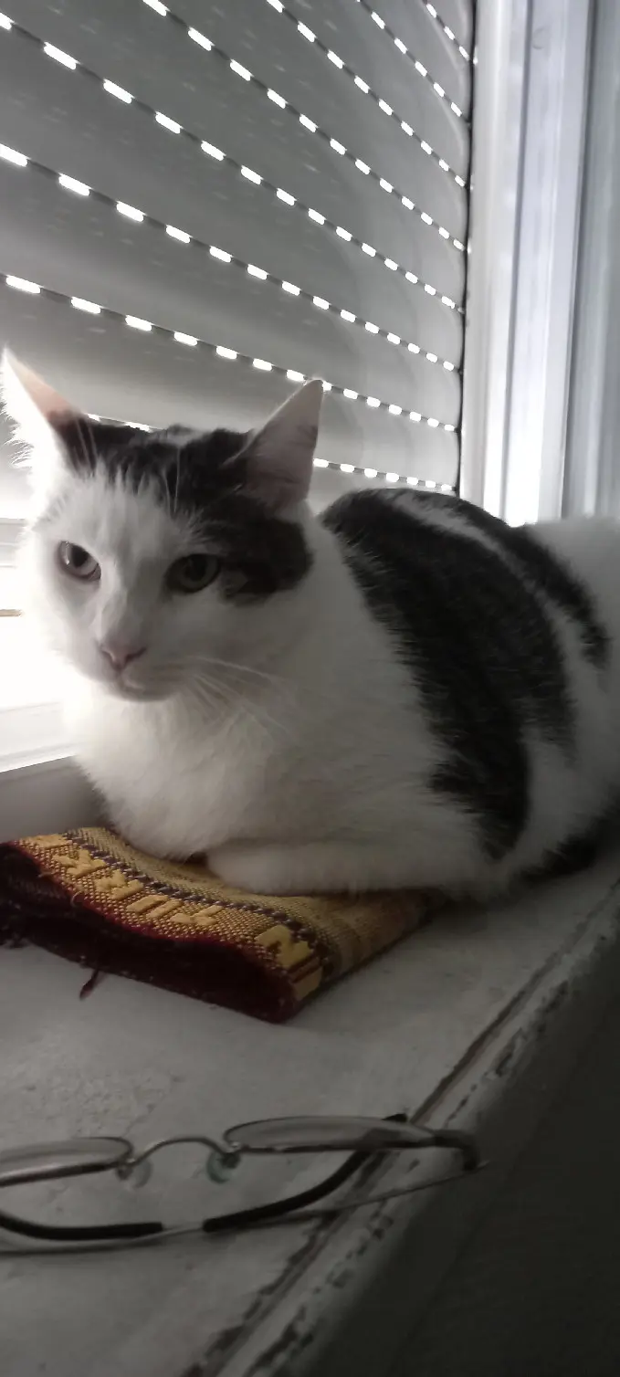 Chatte Perdue 59 Nord - Plume Chatte Perdue 59 Nord - Plume