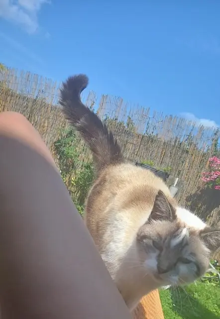 chatte lost   59287 Lewarde Popiette