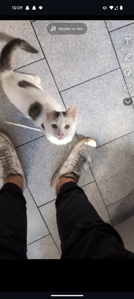 Chatte Perdue 59 Nord - Poppy Chatte Perdue 59 Nord - Poppy