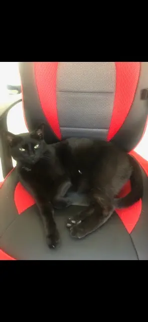 chatte lost   59170 Croix Poupouille