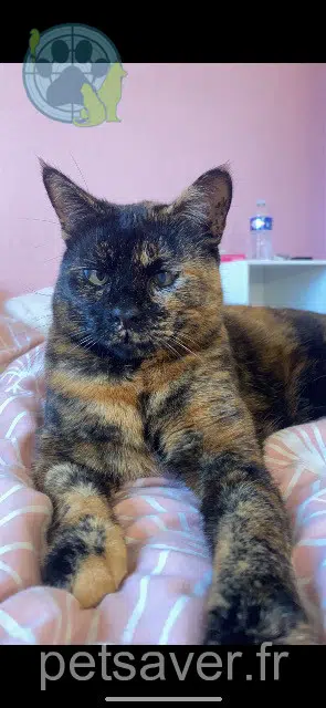 chatte lost   59180 Cappelle-la-Grande Pretty