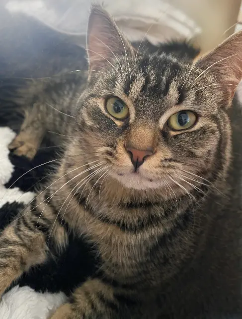 chatte lost   59134 Fournes-en-Weppes Princesse