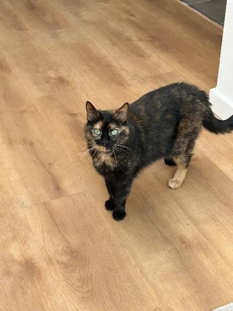 chatte lost   59200 Tourcoing Pull