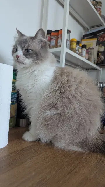 chatte lost   59280 Armentières Pyjo