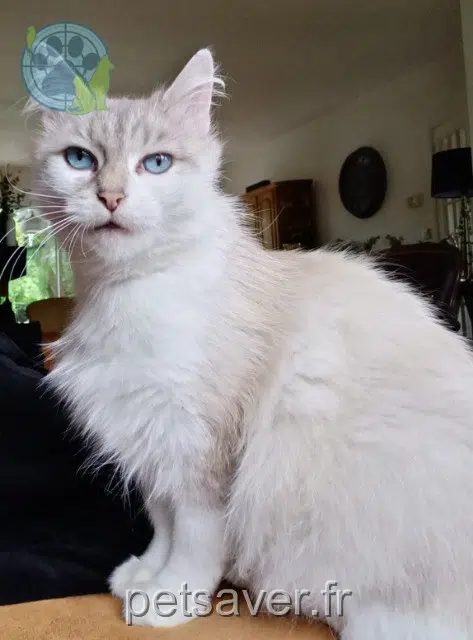 chatte lost   59510 Hem Pénélope