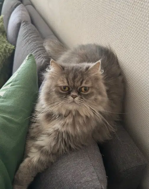 chatte lost   59100 Roubaix Raja