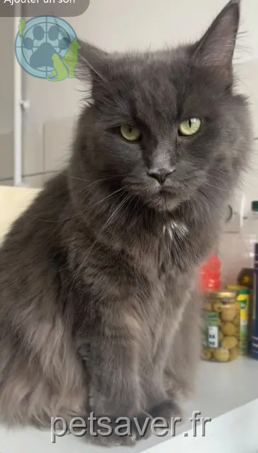 kat vermist 59790 Ronchin Raven kat lost 59790 Ronchin Raven