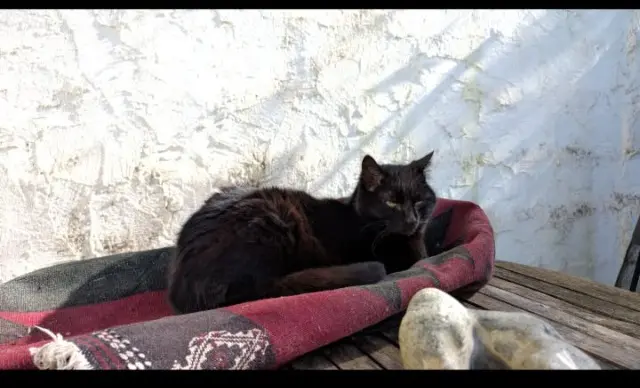 chatte lost   59152 Chéreng Reglisse