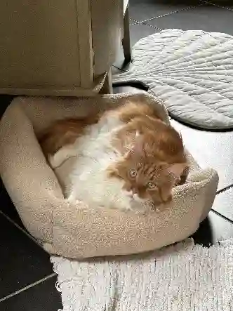 Chatte Perdue 59 Nord - Romy Chatte Perdue 59 Nord - Romy