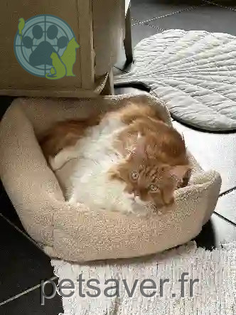 Chatte Perdue 59 Nord - Romy Chatte Perdue 59 Nord - Romy