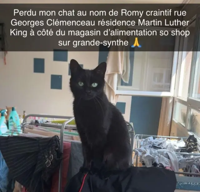 chatte lost   59760 Grande-Synthe Romy