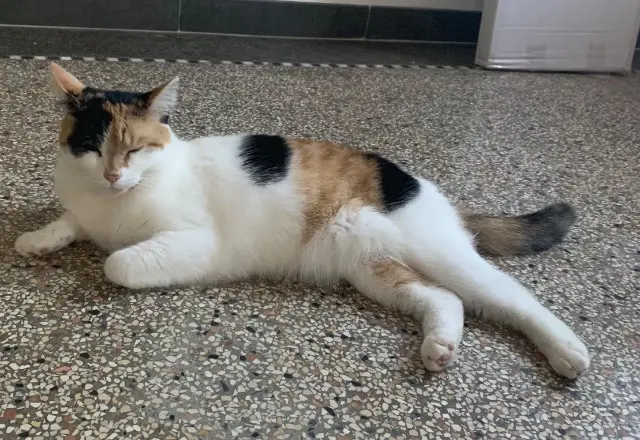 chatte lost   59225 Clary Ruby