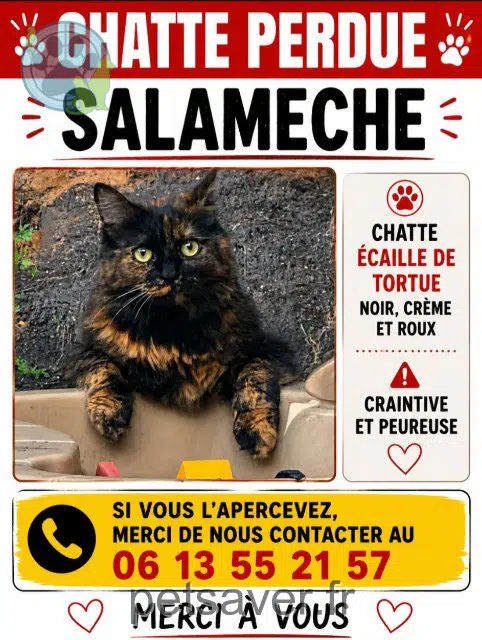 chatte lost   59410 Anzin Salamèche