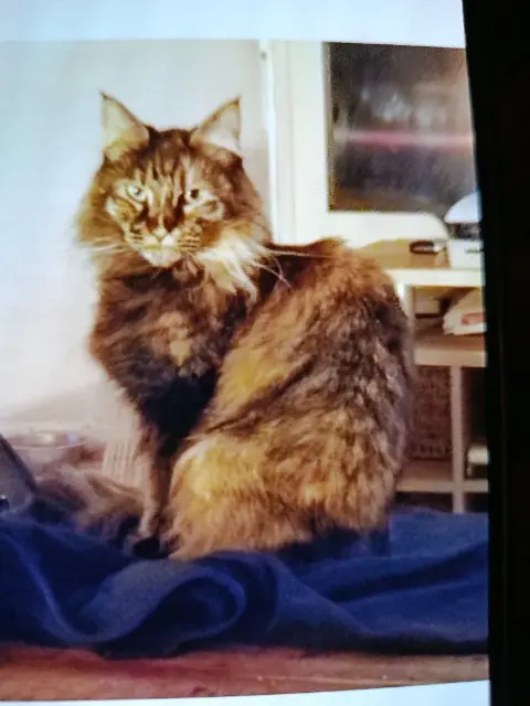chatte lost   59100 Roubaix Sanji