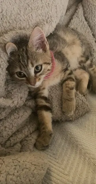 chatte lost   59252 Marquette-en-Ostrevant Sarafi