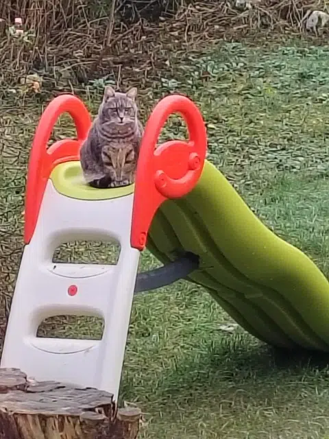 chatte lost   59120 Loos Schweppes