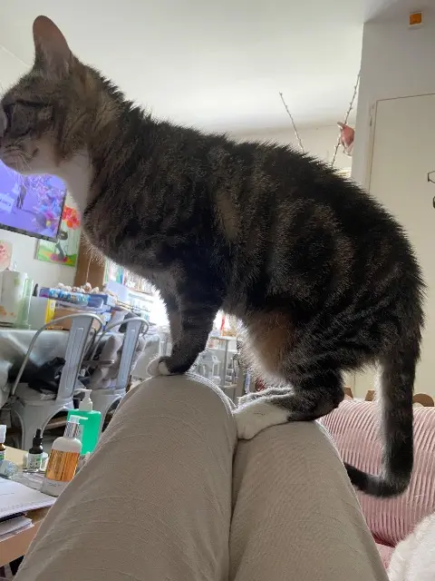 chatte lost   59242 Templeuve-en-Pévèle Shakra