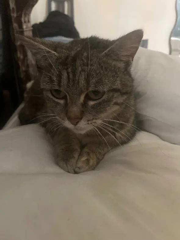 Chatte Perdue 59 Nord - Shere-khan Chatte Perdue 59 Nord - Shere-khan