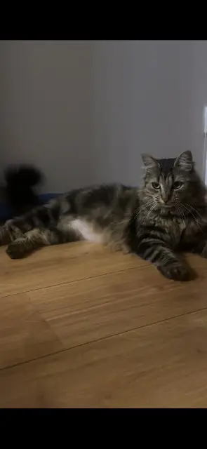 chatte lost   59155 Faches-Thumesnil Shiva