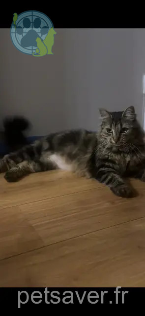 Katze vermisst 59155 Faches-Thumesnil Shiva Katze lost 59155 Faches-Thumesnil Shiva