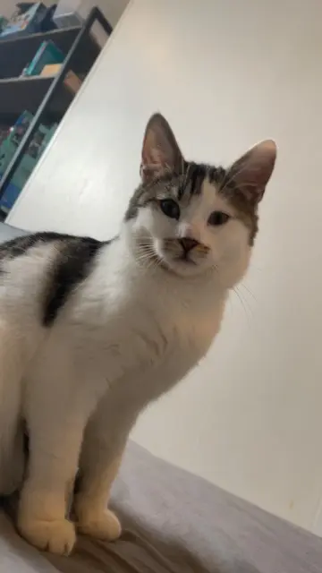 chatte lost   59100 Roubaix Sia