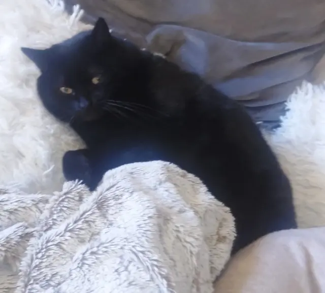 chatte lost   59790 Ronchin SIA
